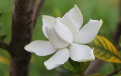 Welcome My Beautiful Gardenias