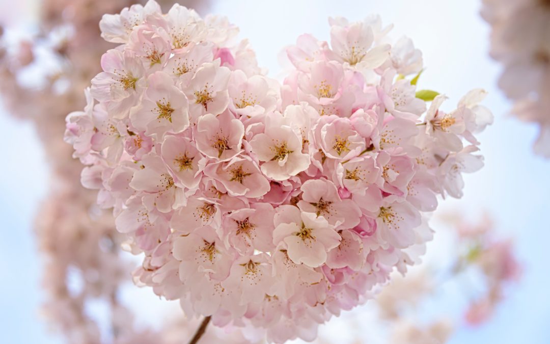 pink flowers in heart shape