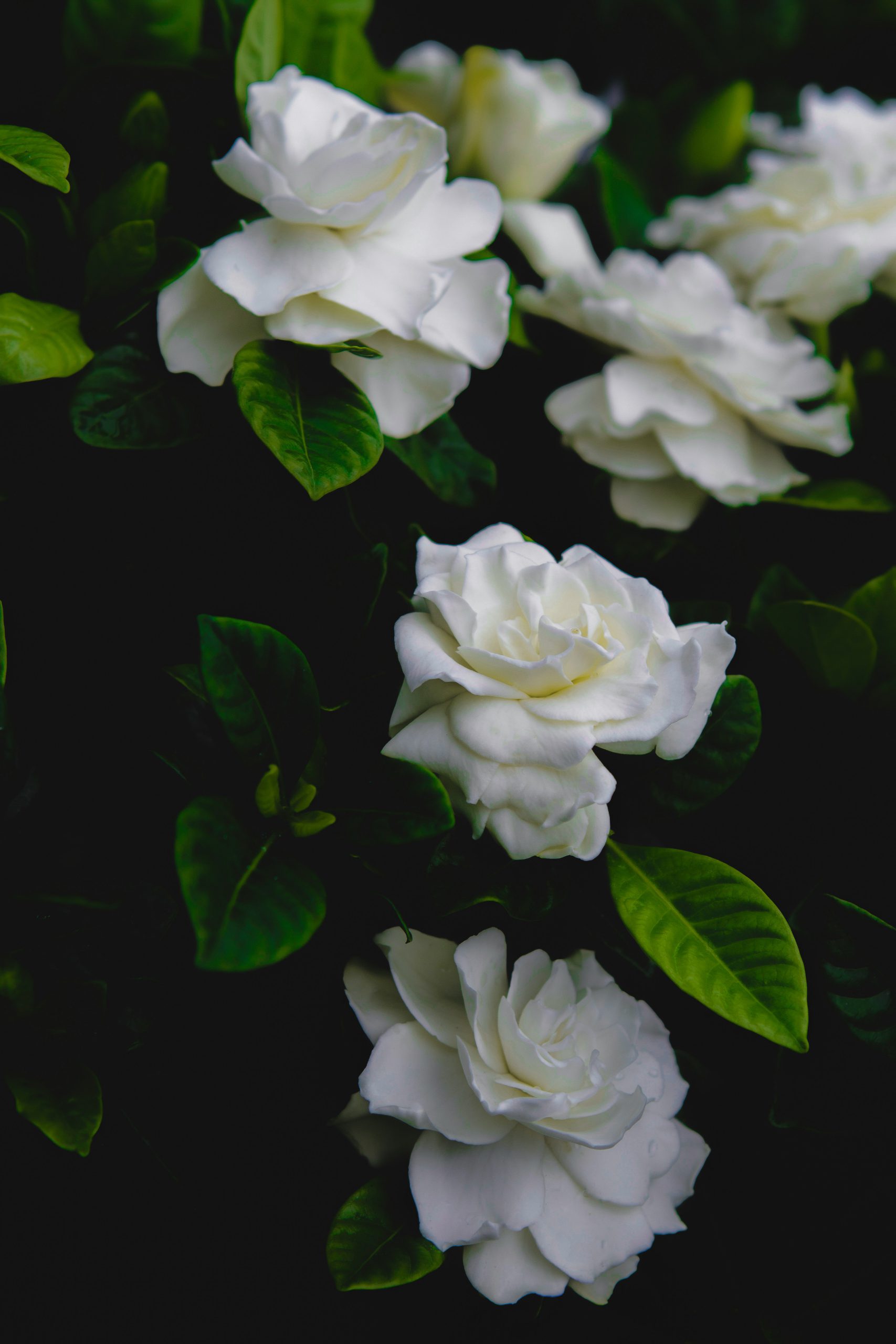 gardenias